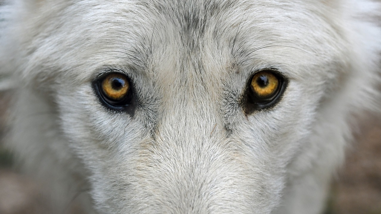 Image - wolf look predator eye eyes