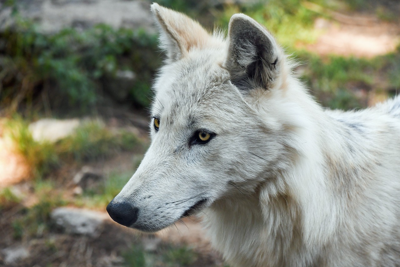 Image - wolf young predator white