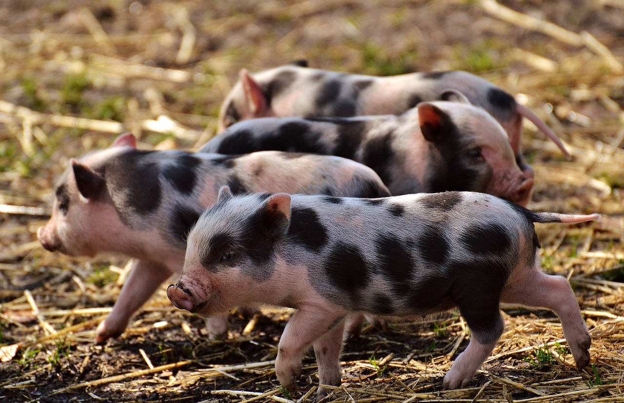 Image - piglet young animals pig small