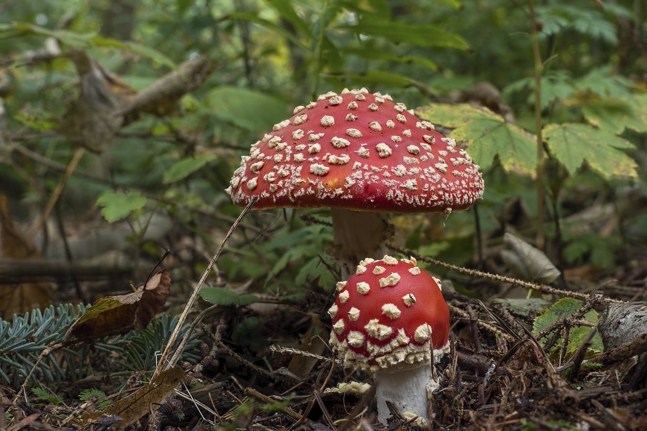 Image - matryoshka red fly agaric mushroom