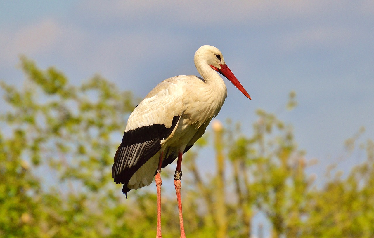 Image - stork fly bird white stork plumage