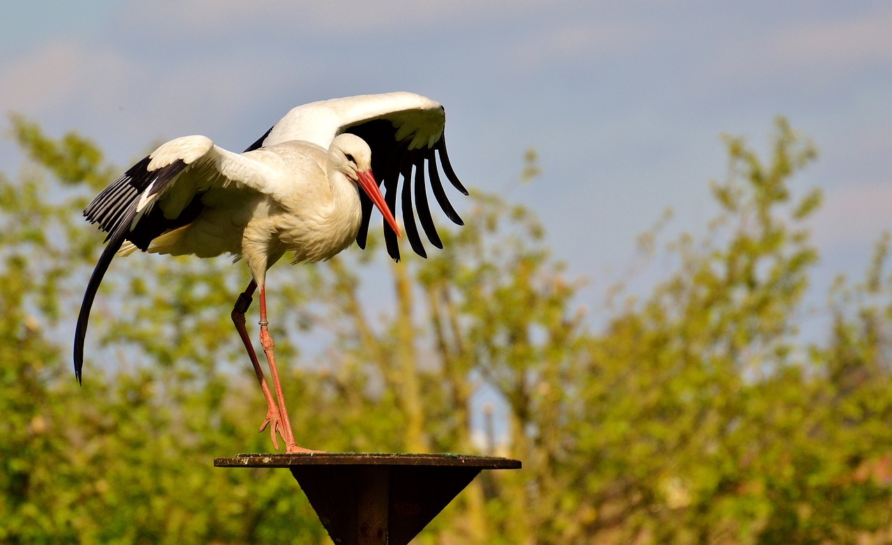 Image - stork fly bird white stork plumage