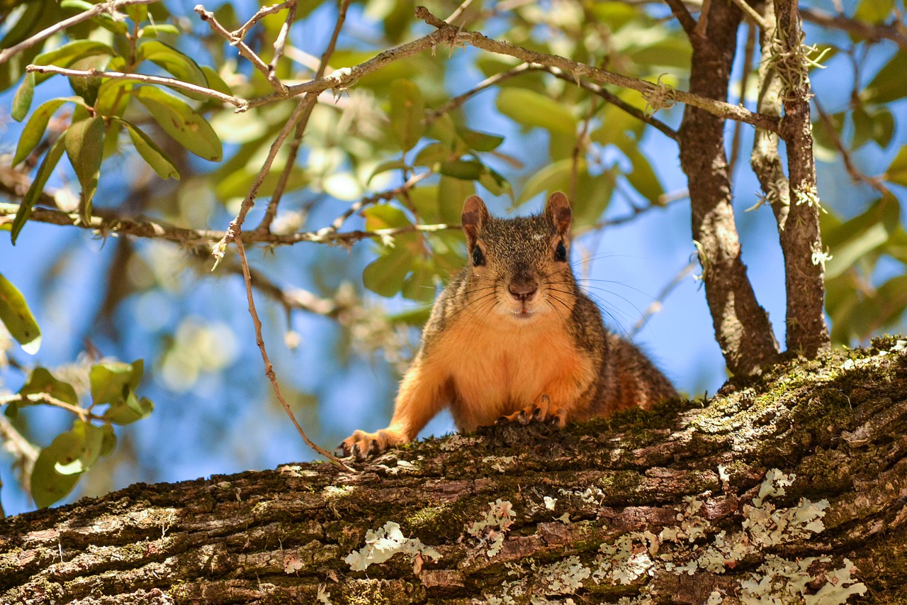 Image - squirrel tree leaves