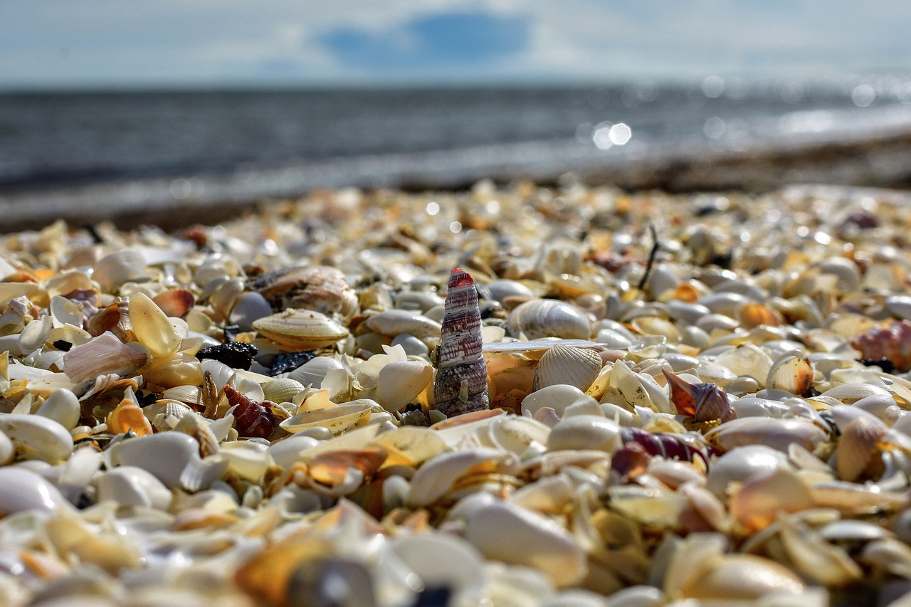 Image - mussels horizon sea coast mood