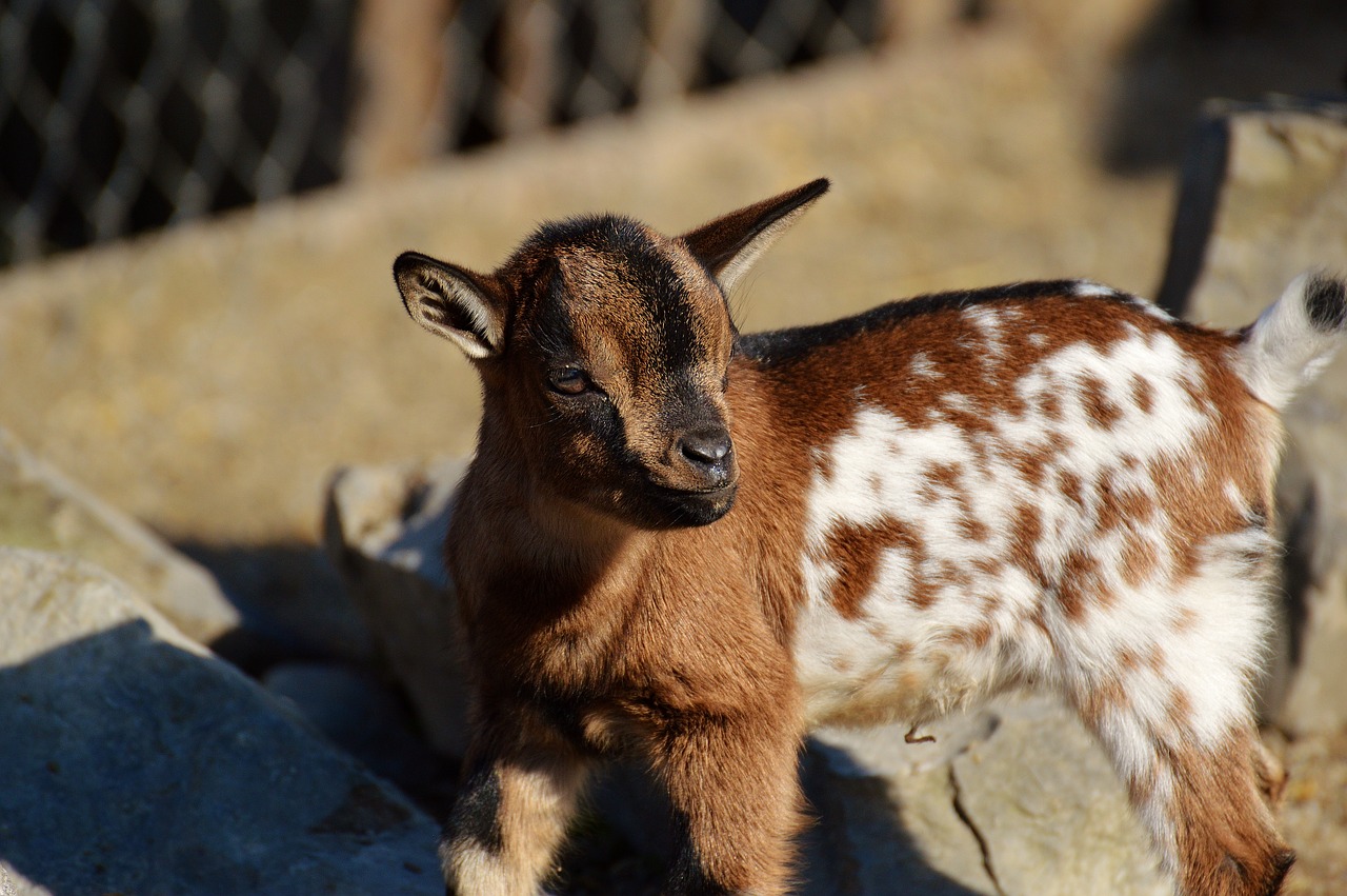 Image - goats young animals playful romp