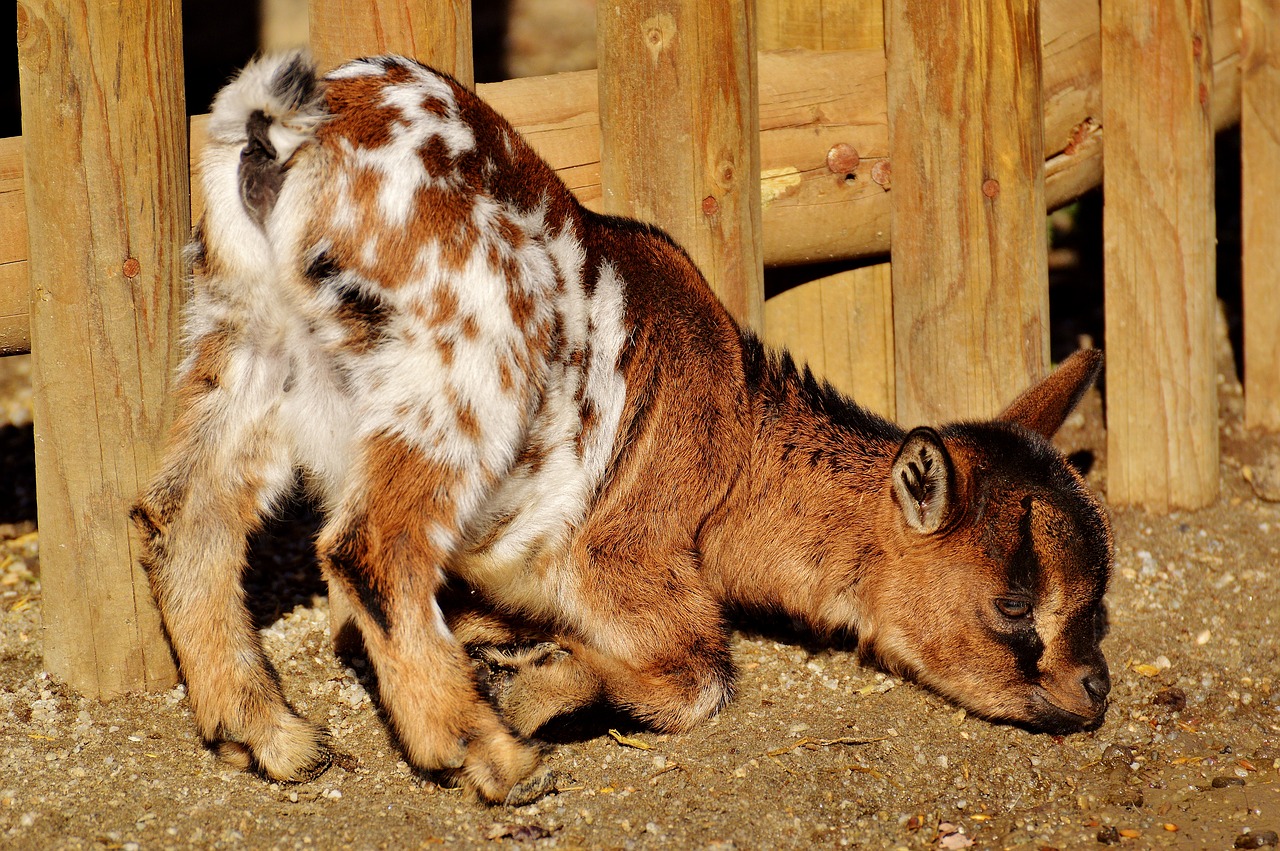 Image - goats young animals playful romp