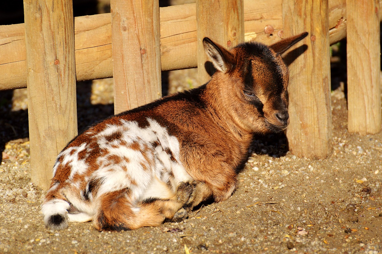 Image - goats young animals playful romp