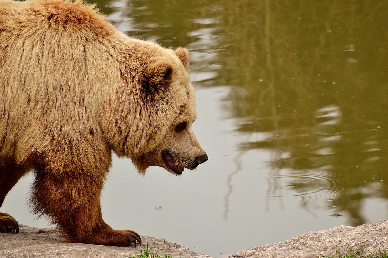 Image - european brown bear bright coat