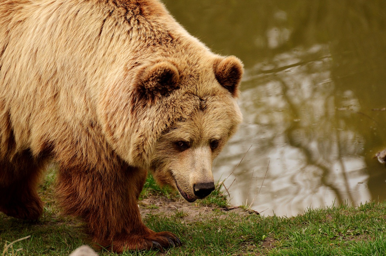 Image - european brown bear bright coat