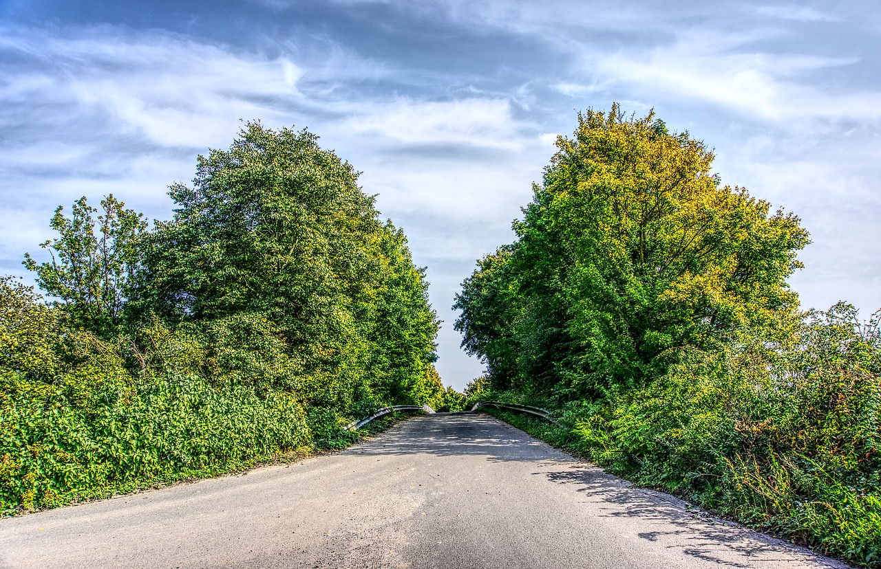 Image - trees road away dirt track tar