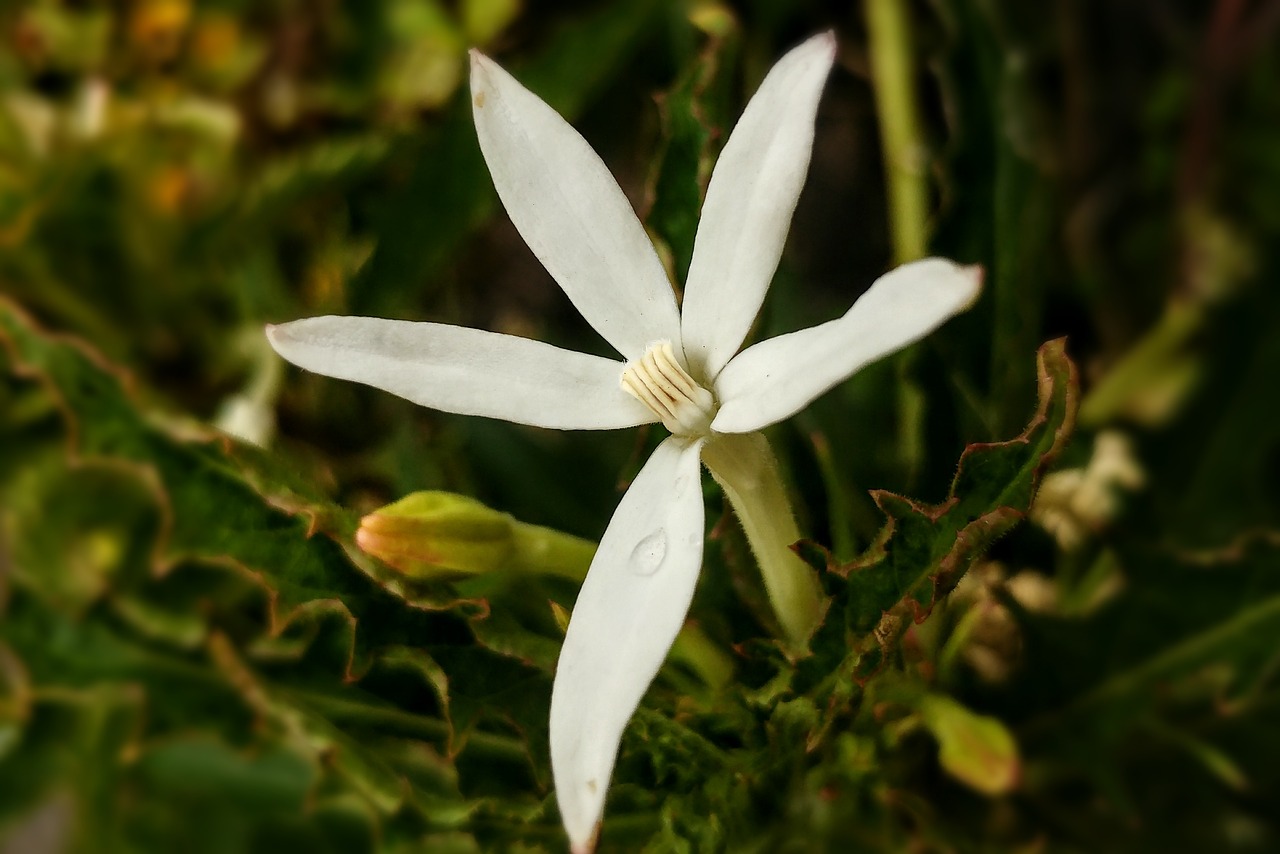 Image - white flower pistil medicine plant