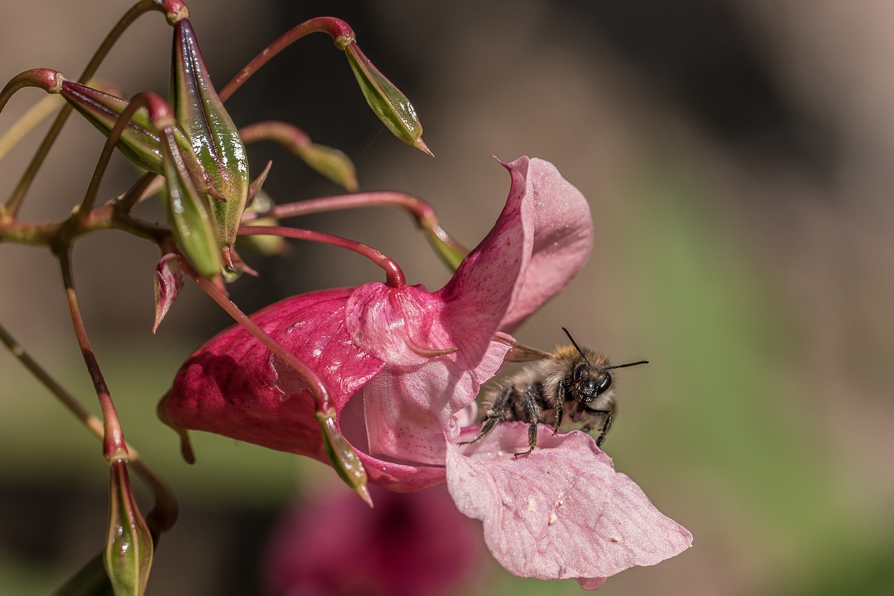 Image - balsam bee nectar collect blossom