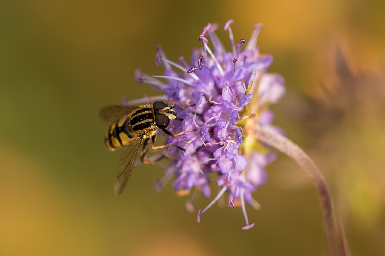 Image - moorabbis swamp marsh plant blossom