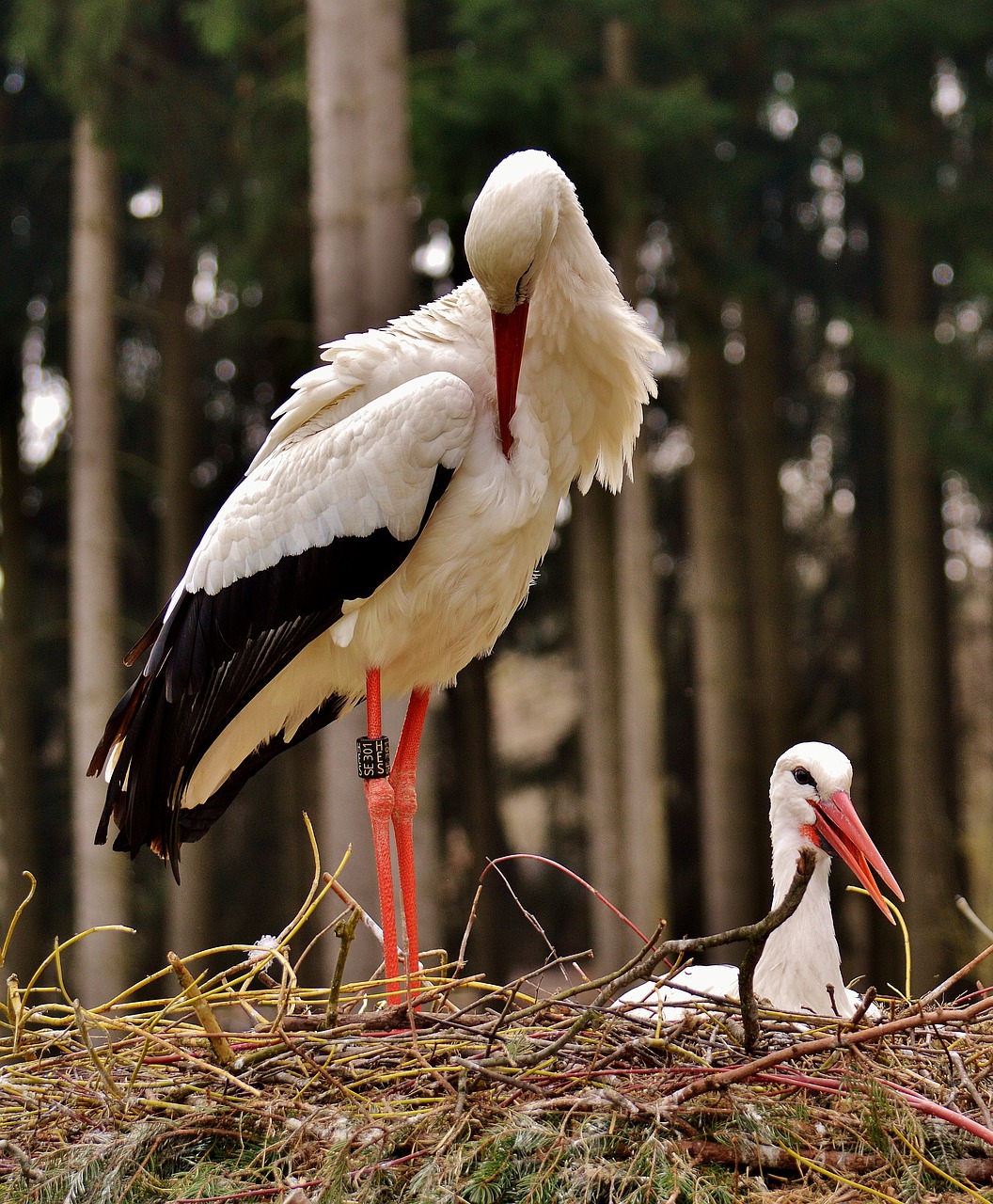 Image - stork fly bird white stork plumage