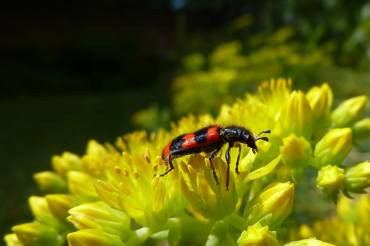 Image - beetle striped nature close macro