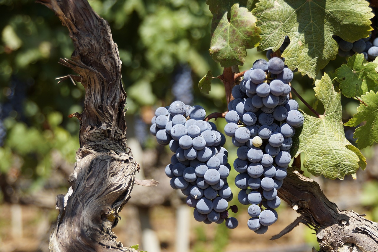 Image - grape blue fruit wine harvest