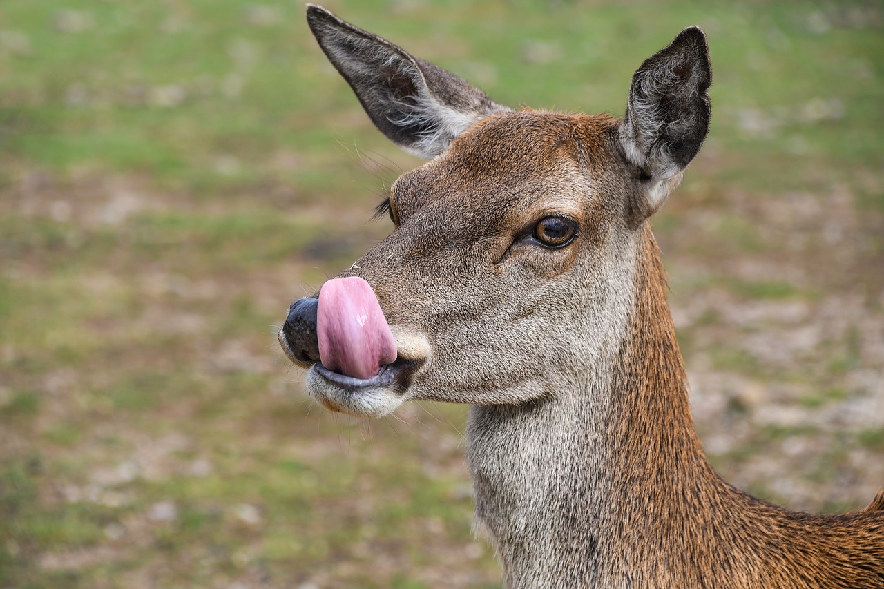 Image - biche language deer animal