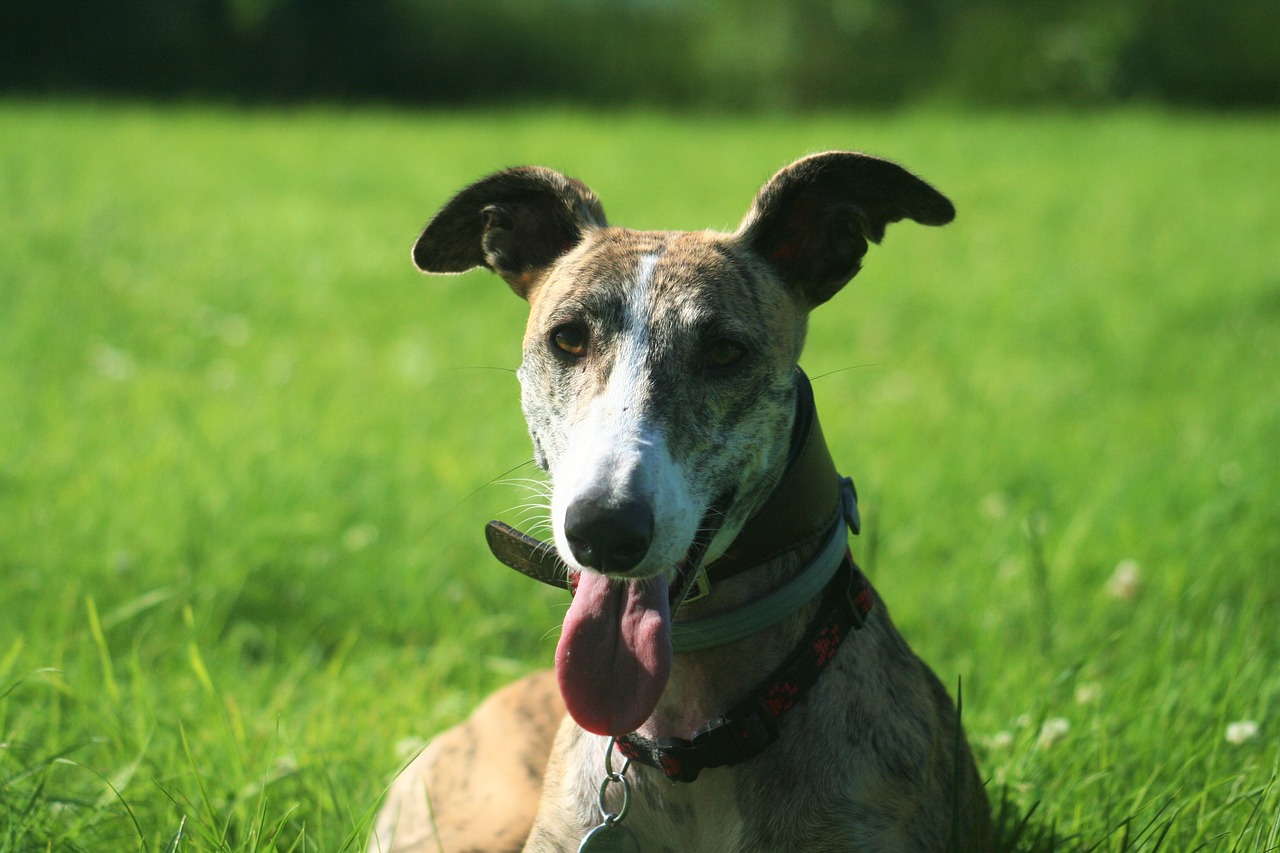 Image - galgos dog spain