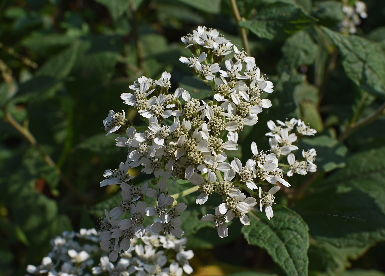Image - all boneset flower wildflower