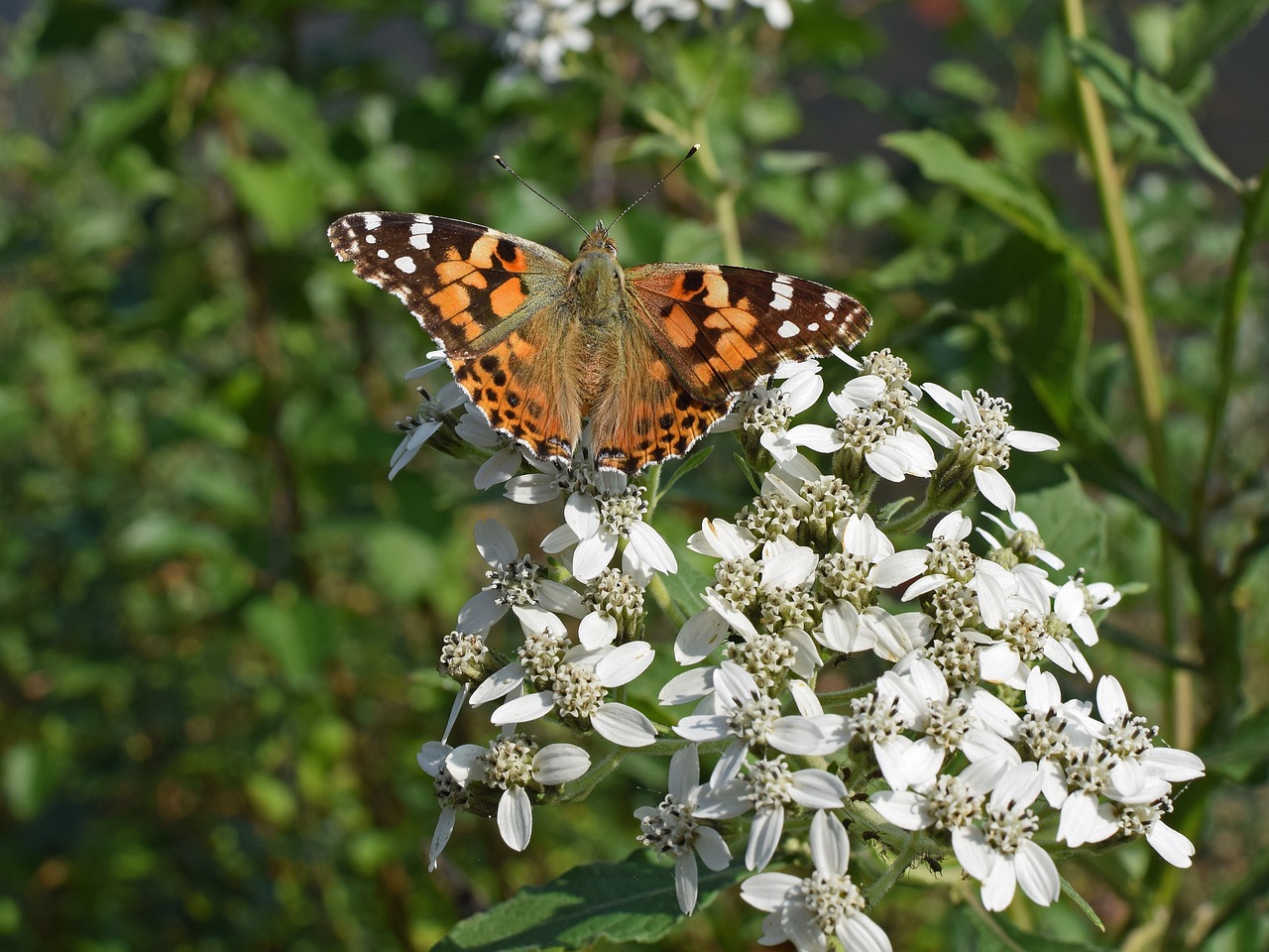 Image - american lady butterfly insect