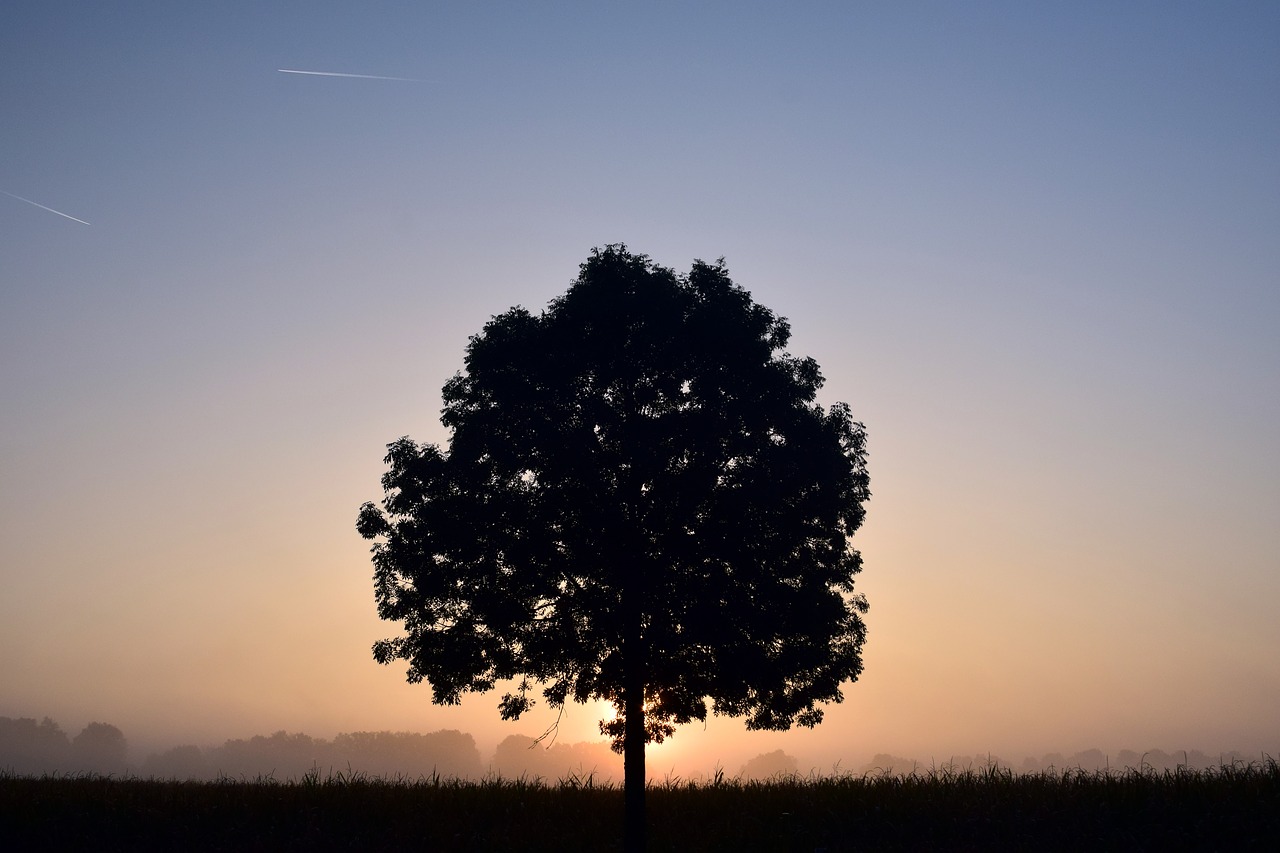 Image - tree deciduous tree sunrise fog