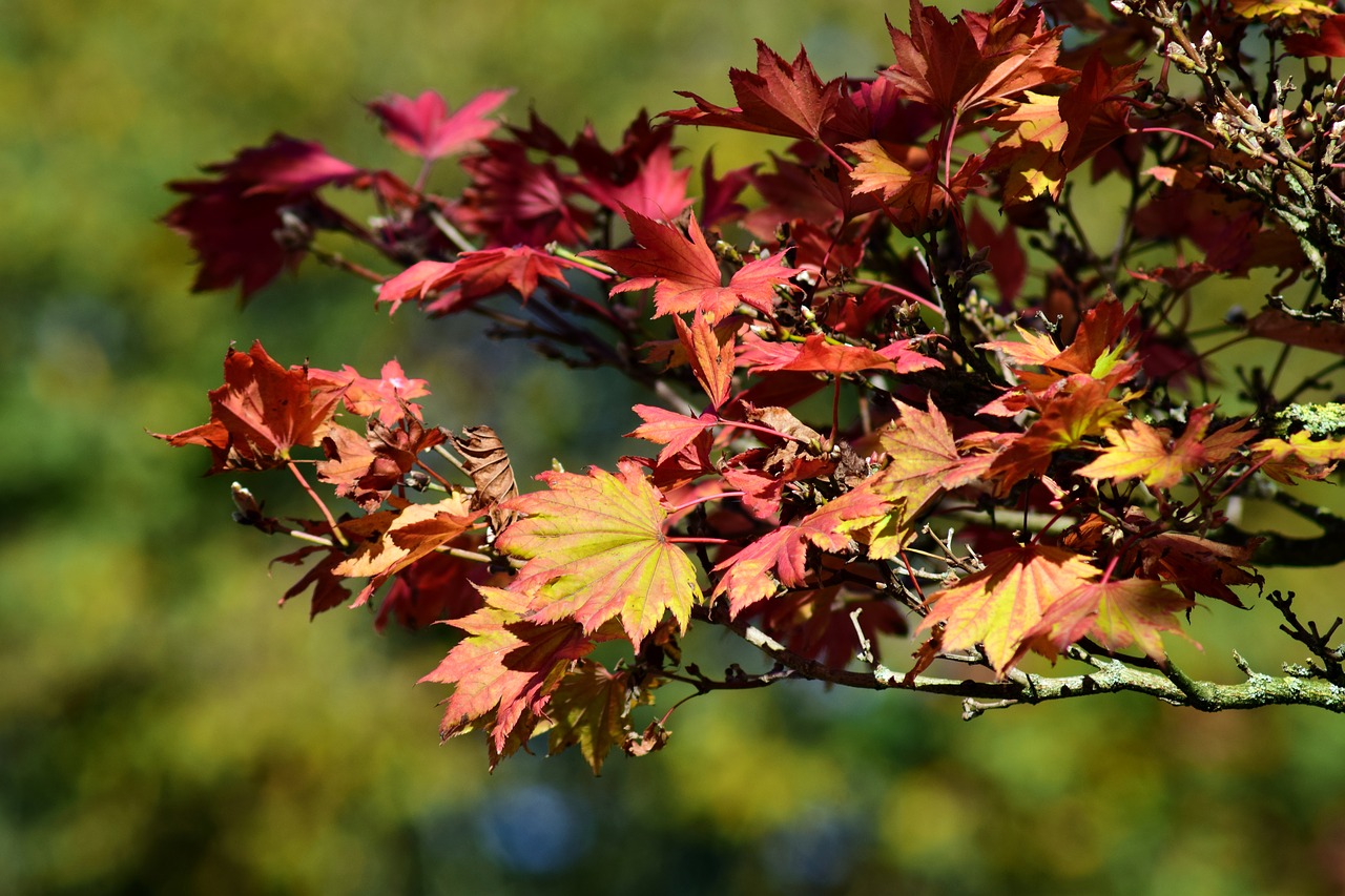 Image - japanese fire maple aureum autumn