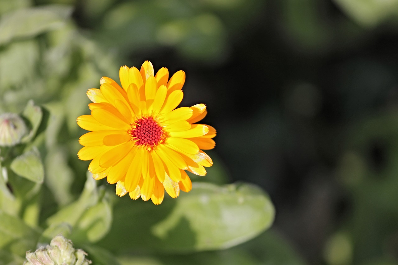 Image - marigold calendula officinalis