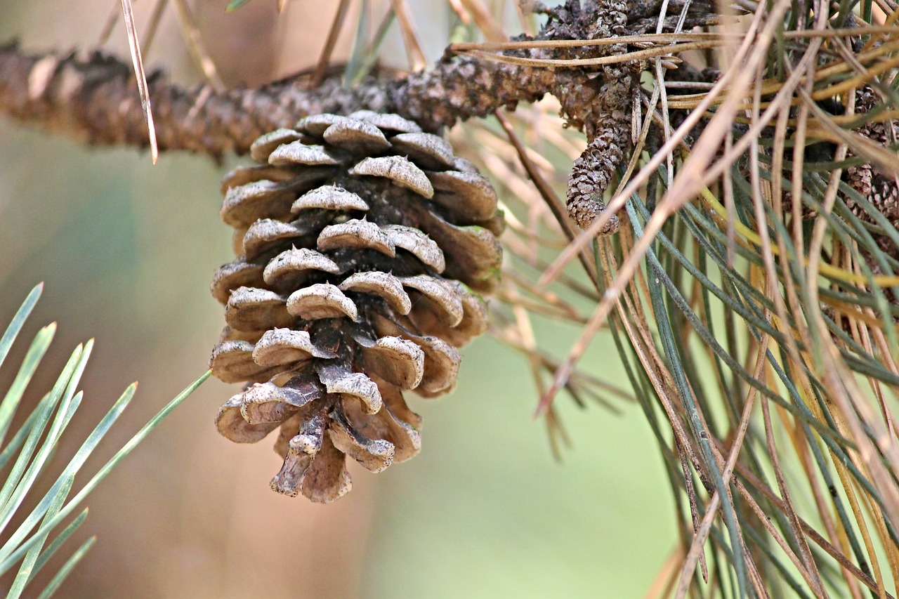 Image - pine cones pine conifer tap depend