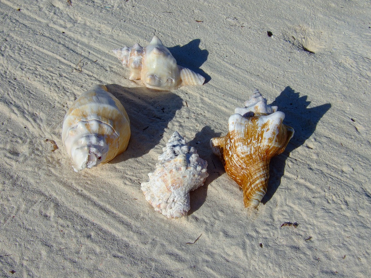 Image - zanzibar beach mussels sand