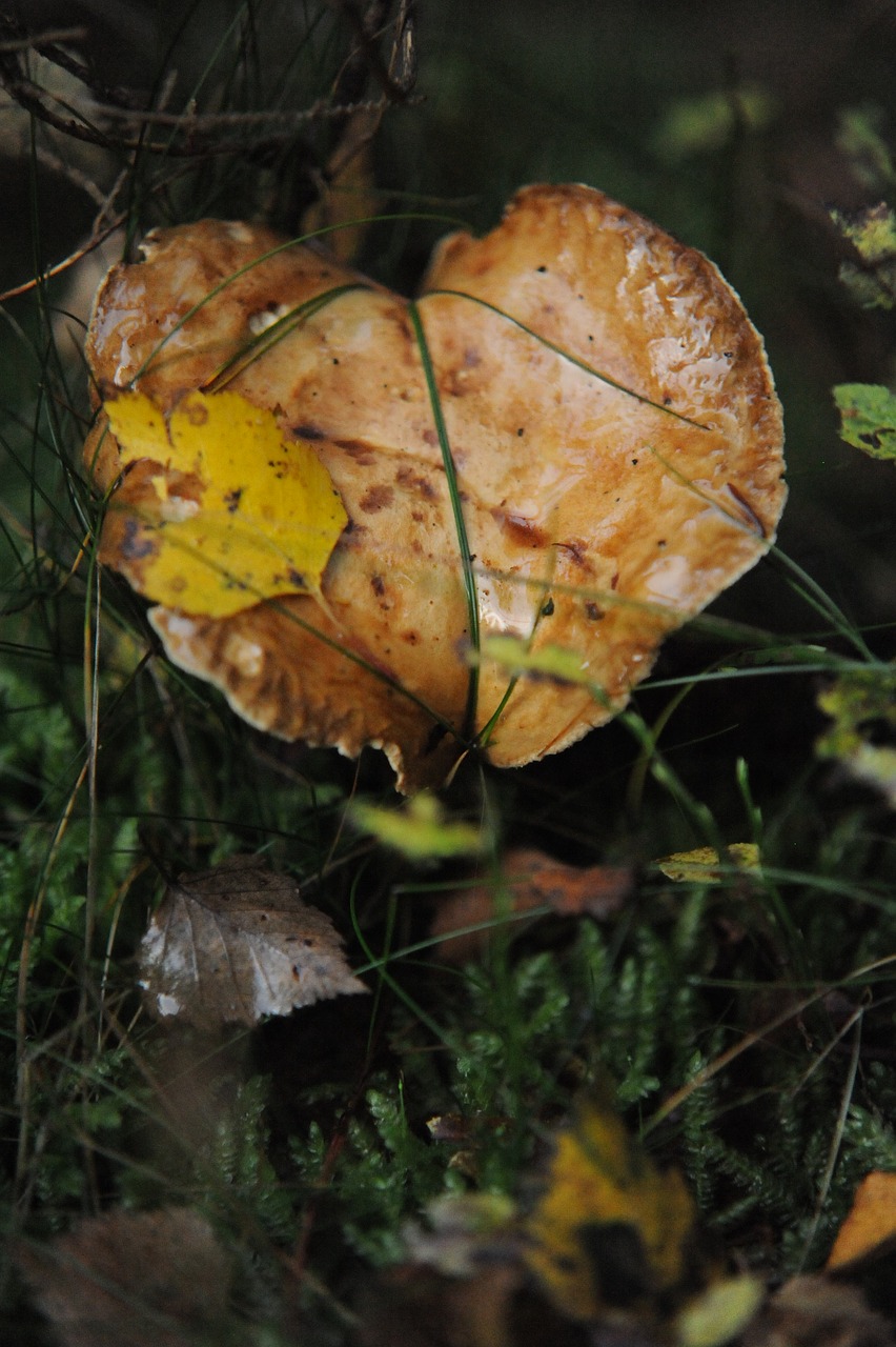 Image - mushroom autumn heart moss moist