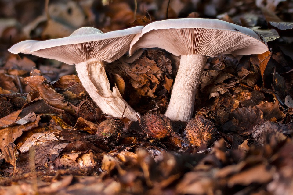 Image - mushroom forest mushroom autumn