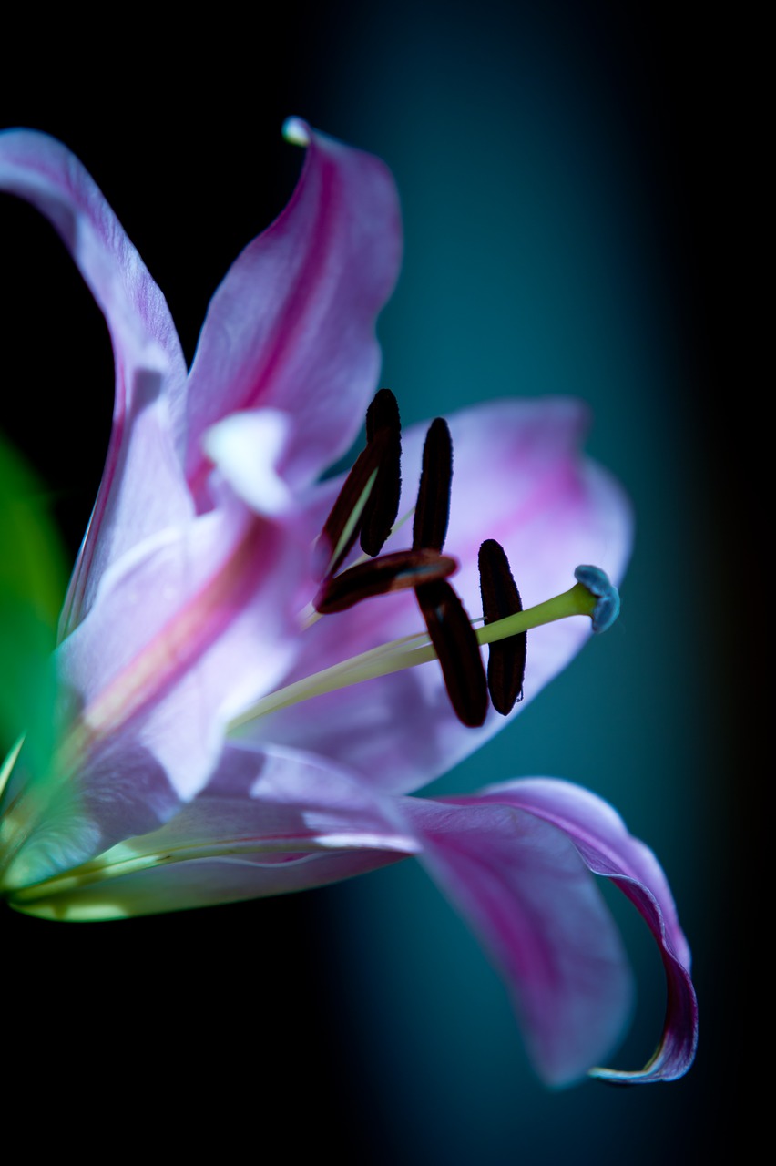 Image - lily open bud pink nature garden
