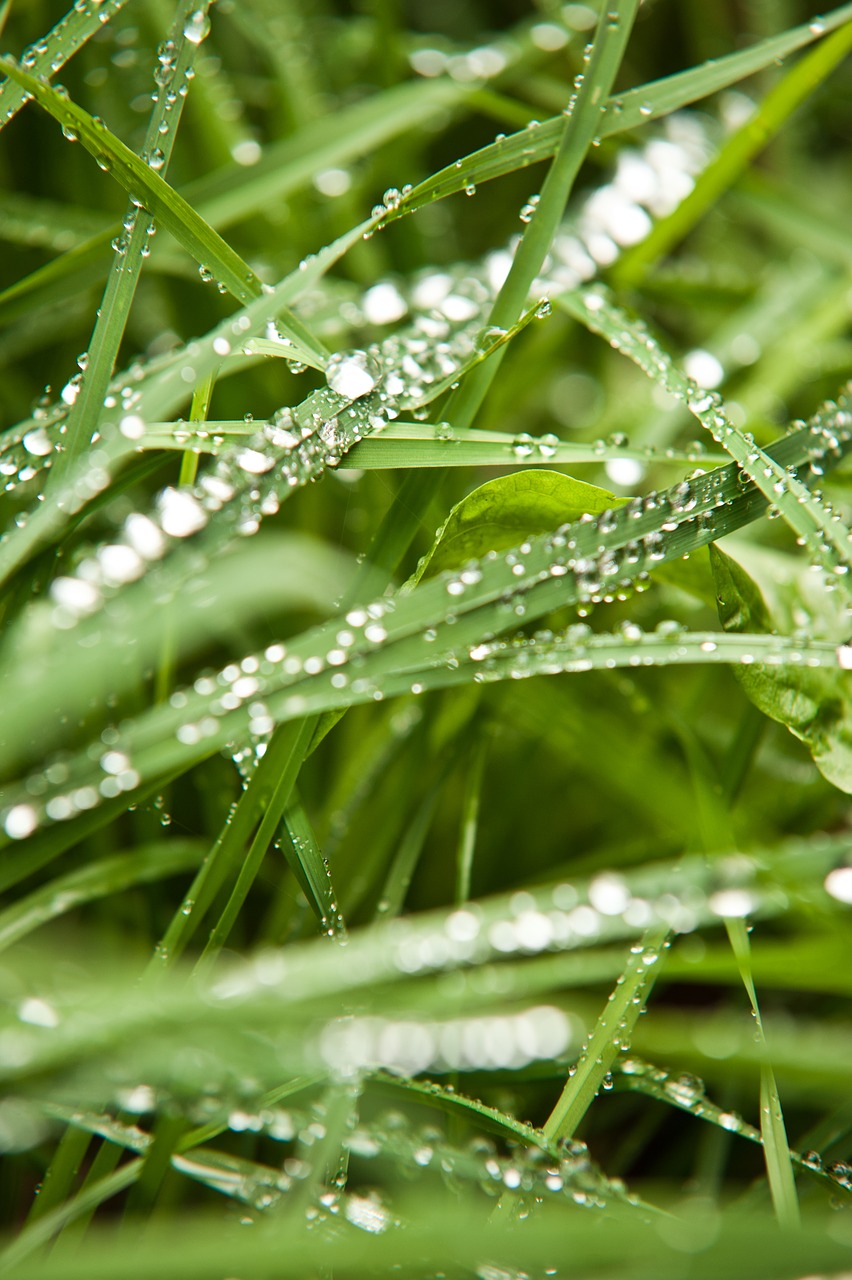 Image - grasses green rain nature