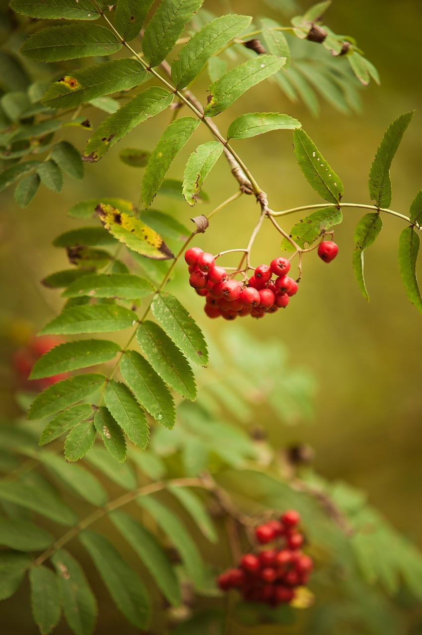 Image - autumn red green change