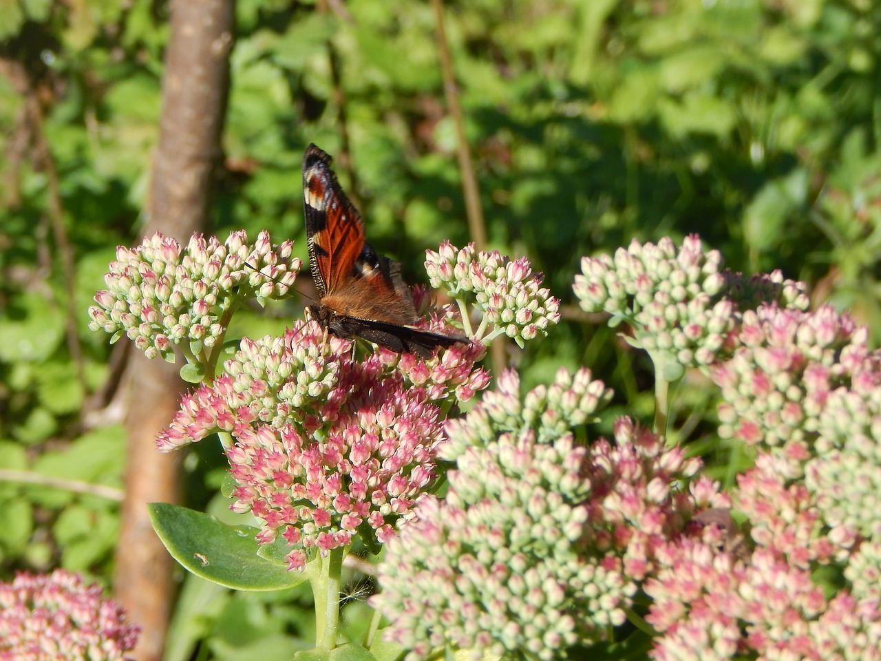 Image - butterfly peacock insect stonecrop