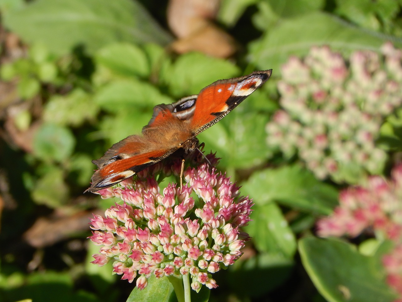 Image - butterfly peacock insect stonecrop