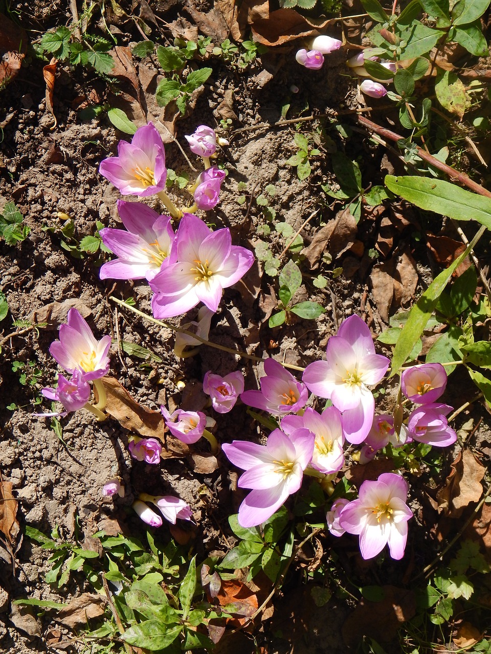 Image - crocuses flowers autumn nature sun