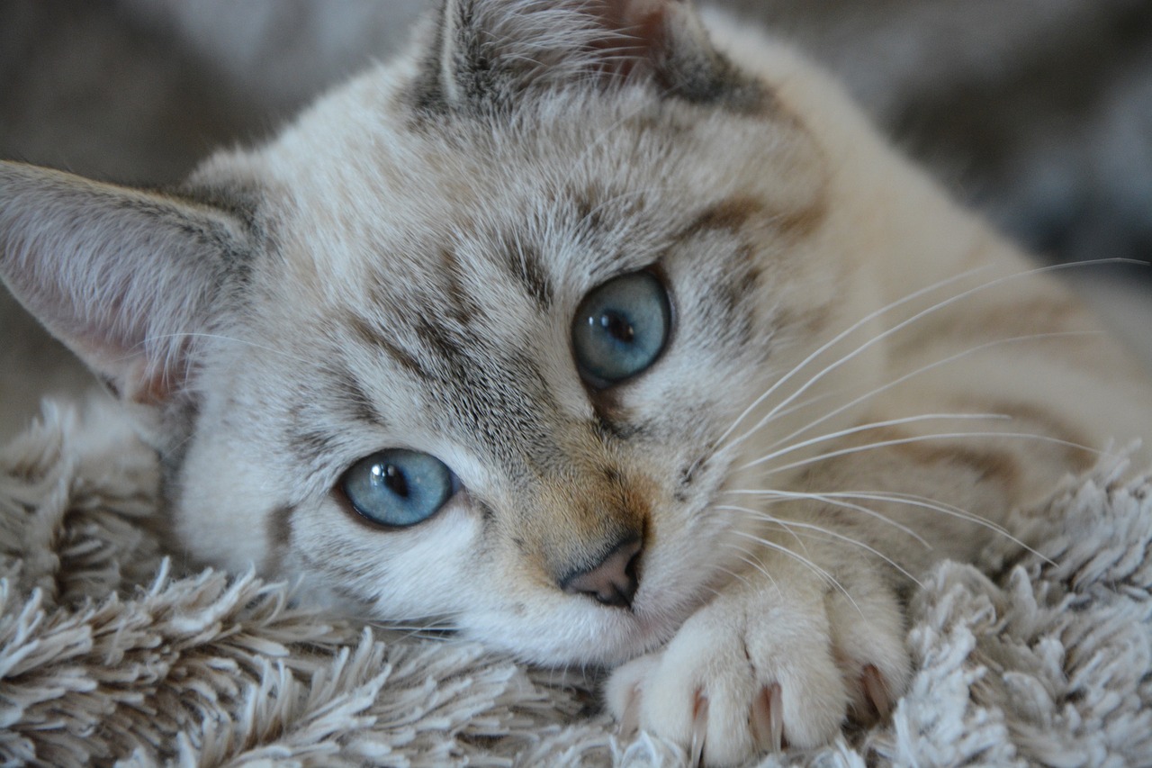 Image - cat kitten lying head blue eyes