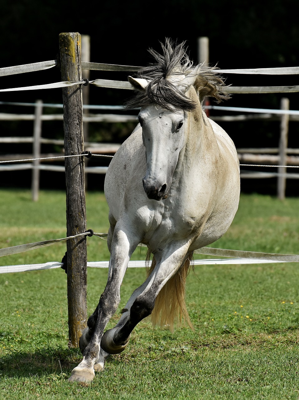 Image - mold horse love for animals funny