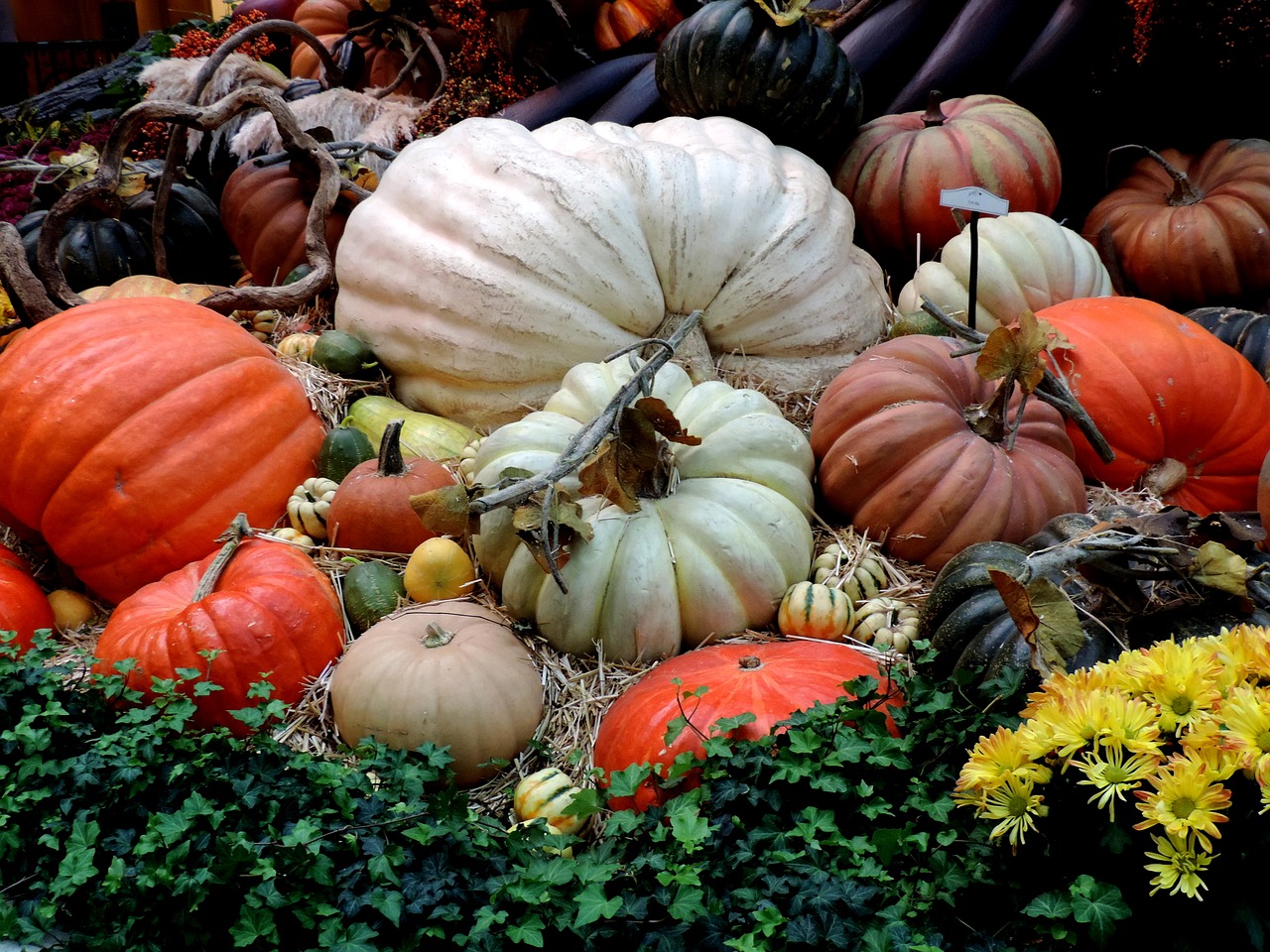 Image - pumpkin patch fall harvest autumn