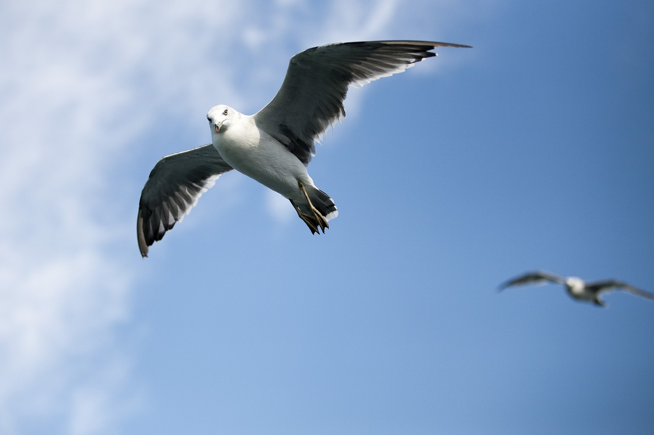 Image - seagull sea times fly sky