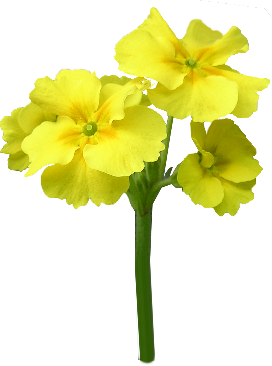 Image - primrose yellow stem