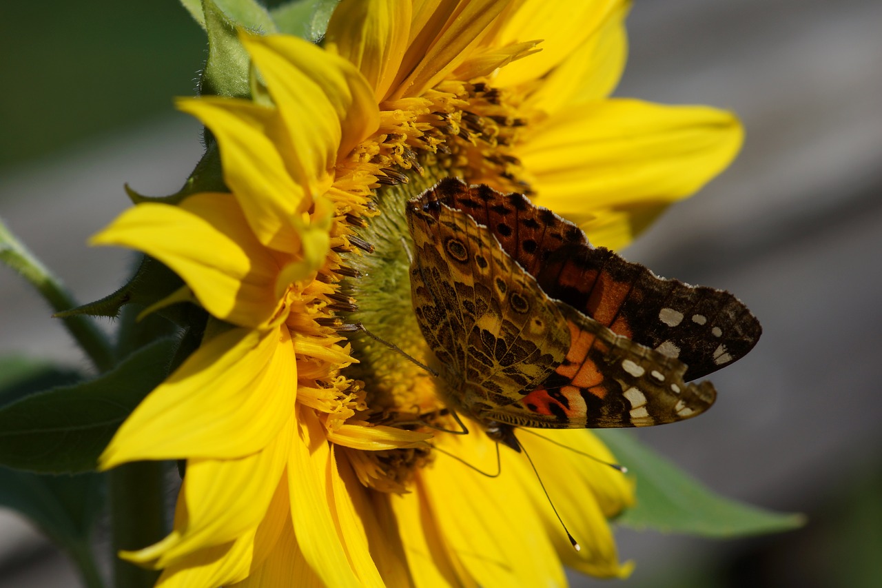 Image - painted lady butterfly sunflower