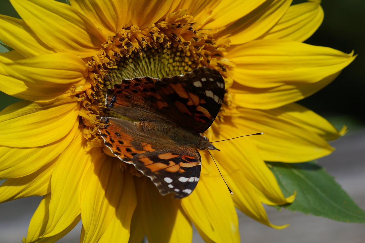 Image - painted lady butterfly sunflower