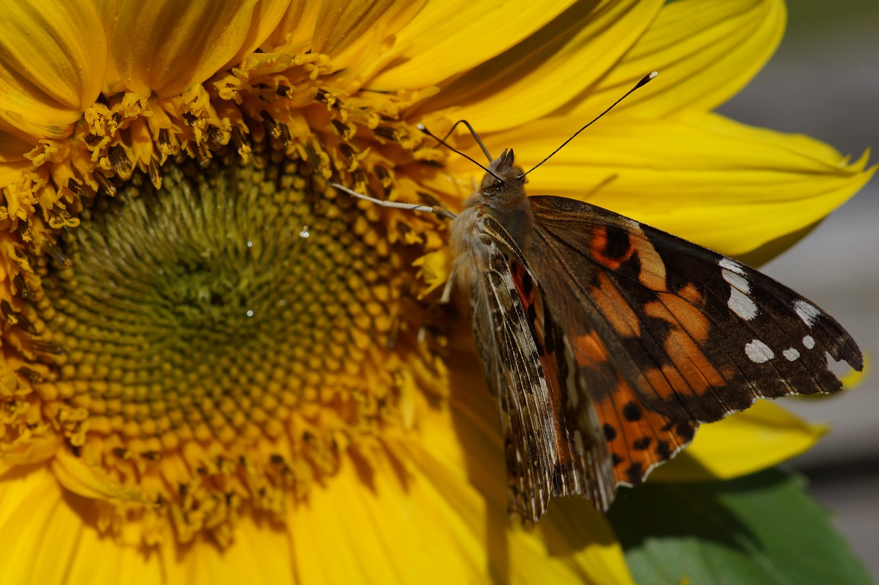 Image - painted lady butterfly sunflower