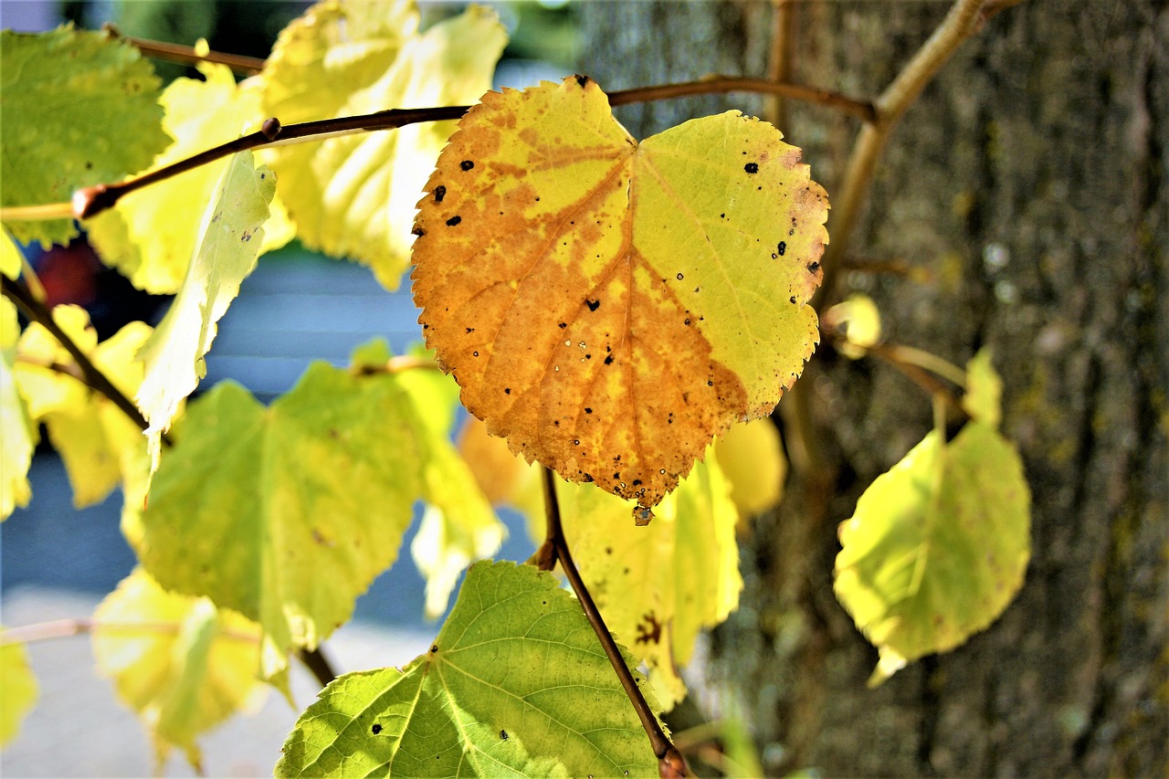 Image - morning fit autumn yellow leaves