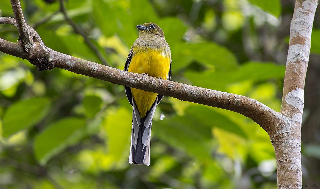 Image - bird malaysia birds