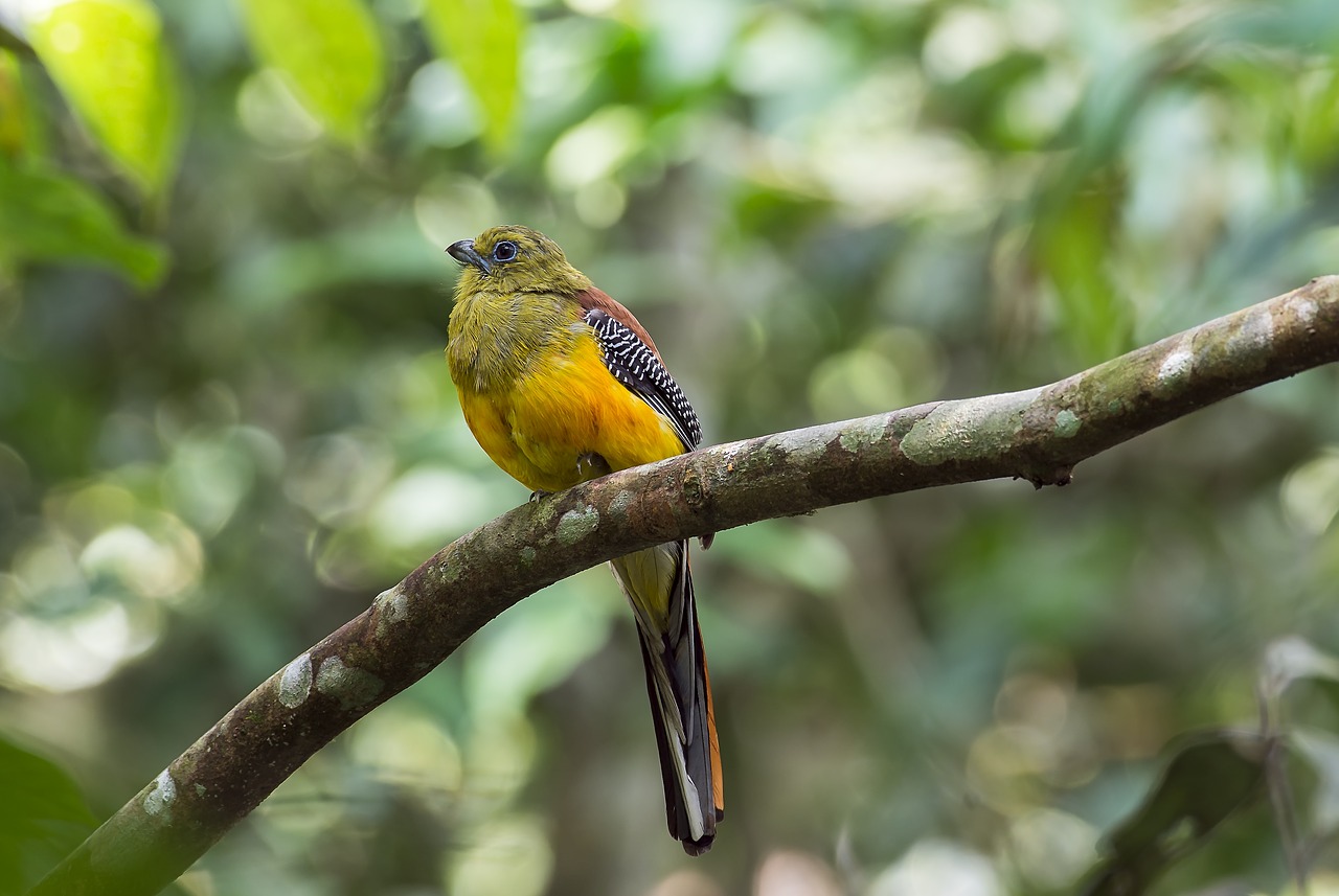 Image - bird malaysia birds