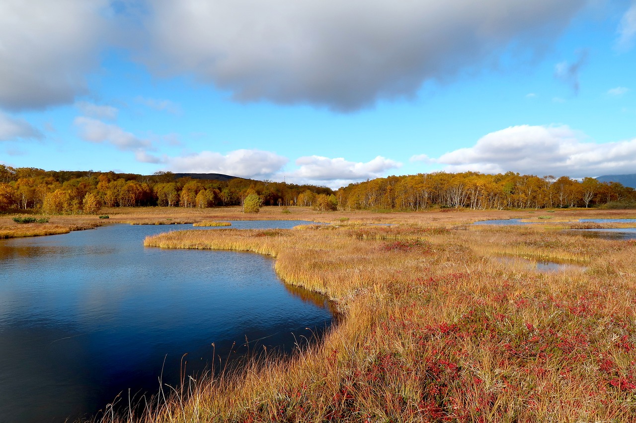 Image - autumn lake forest tundra swamp