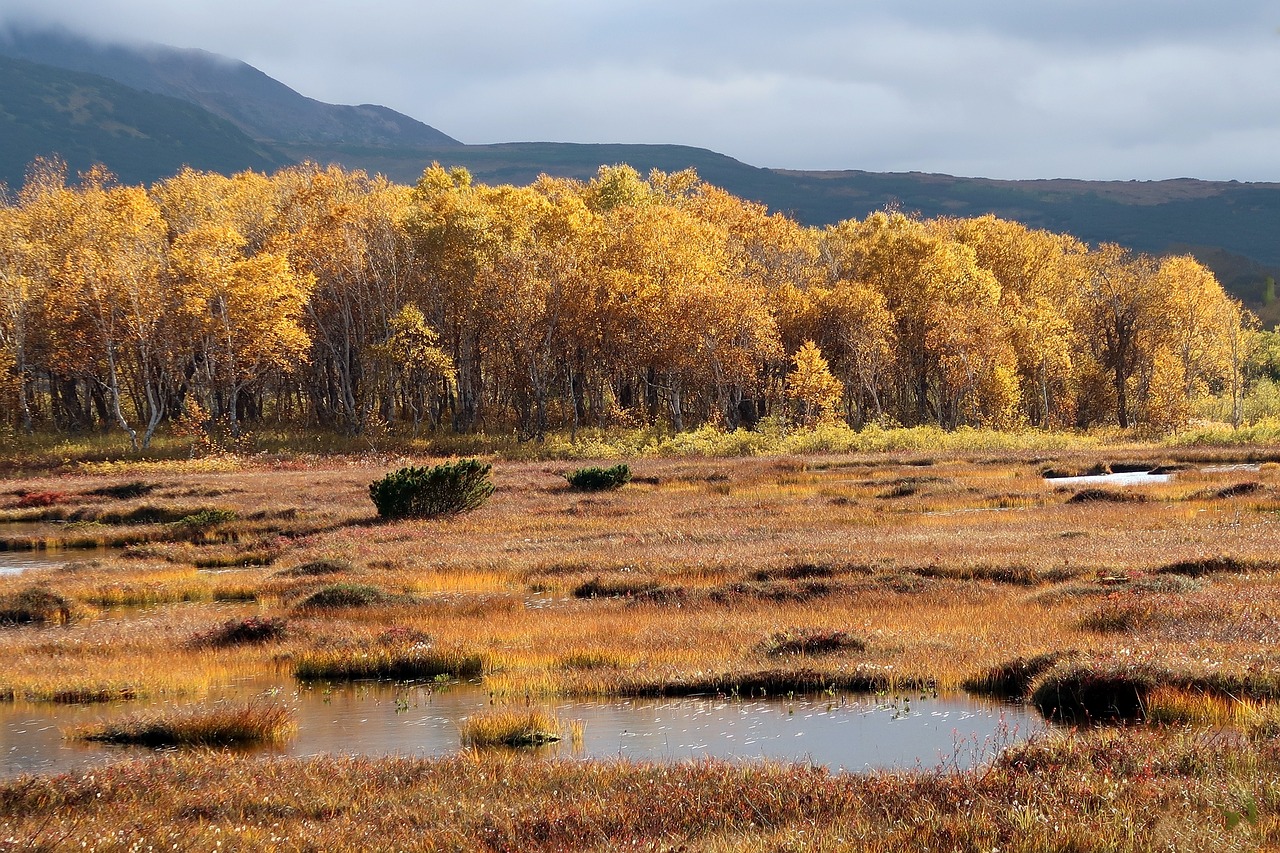 Image - autumn lake forest tundra swamp